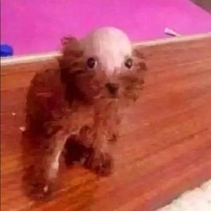 Meet your Posher, Anna